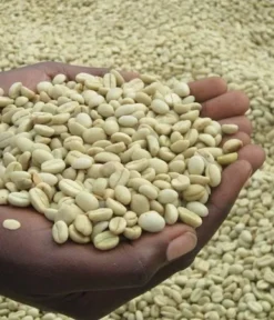Natural Robusta Coffee Screen 18, 17, 15. Min Order 1 Ton (1000 kg)