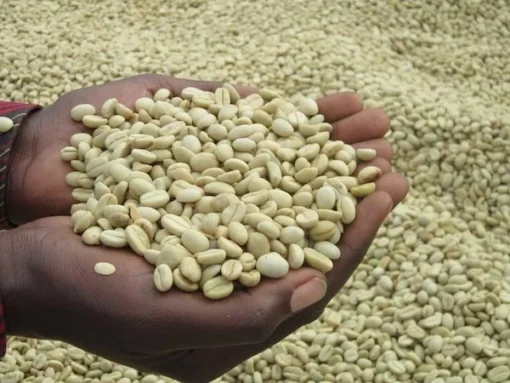 Natural Robusta Coffee Screen 18, 17, 15. Min Order 1 Ton (1000 kg)